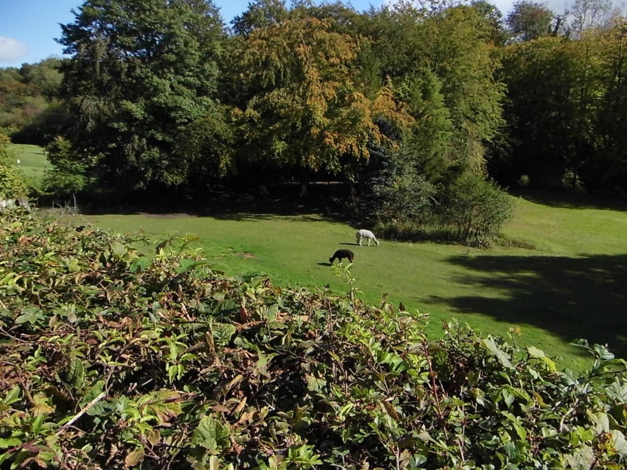 The Mill At Glynhir Bed and Breakfast Ammanford Exteriör bild